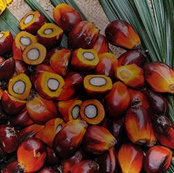 Fresh fruit bunch of palm, cut to show the source of palm oil. Olam's oils portfolio includes palm, soybean and sunflower.